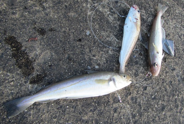 eerste-drie-IMG_1979