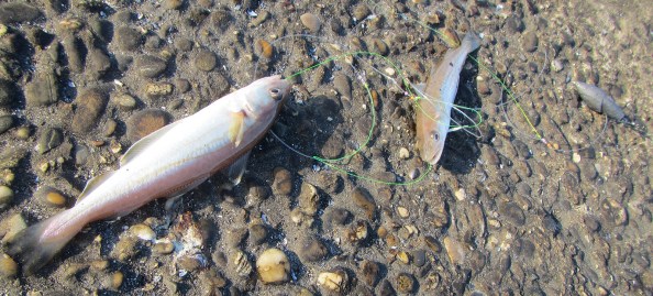 eerste-twee-IMG_1977