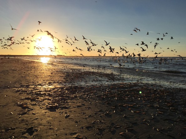 er-waren-veel-meeuwen