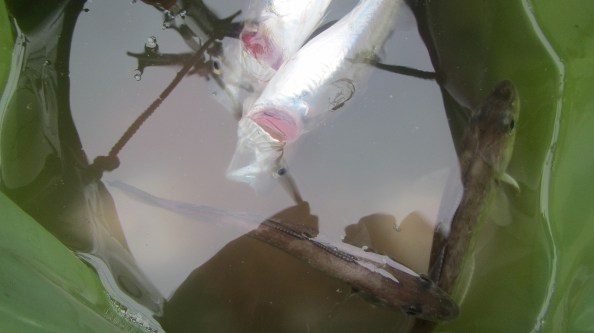 wijtingen-en-scharren