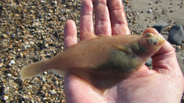 Klein-dik-scharretje