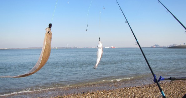 lintje-wijting-schar