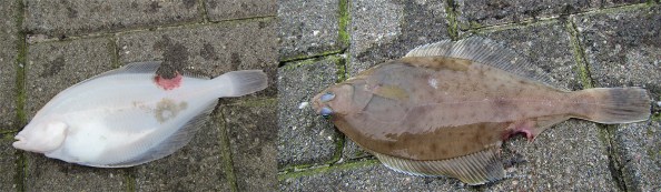 schar met hap boven onder