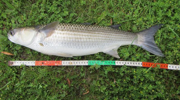 IMG_2254-60-centimeters