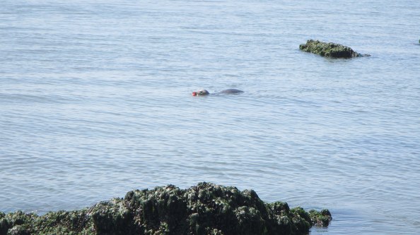 IMG_2266-zeehondje-dobbertje