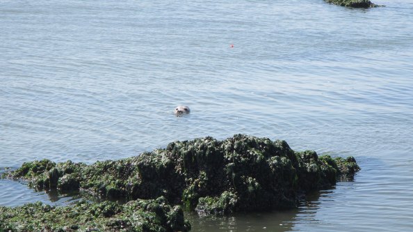IMG_2269-zeehond-2