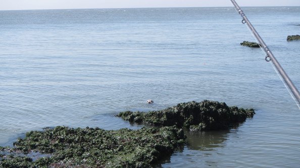 IMG_2276-zeehond-3