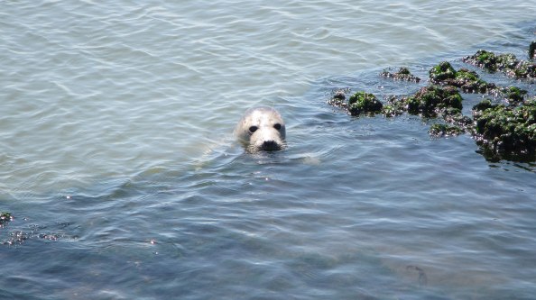 IMG_2282-zeehond-4