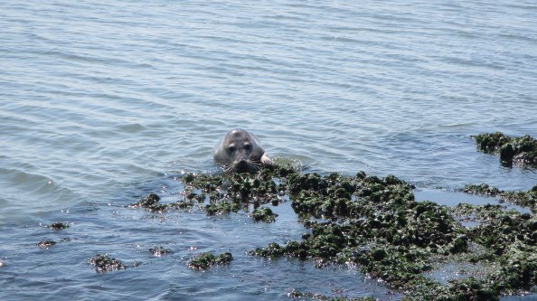 IMG_2287-zeehond-effe-op-de-steen