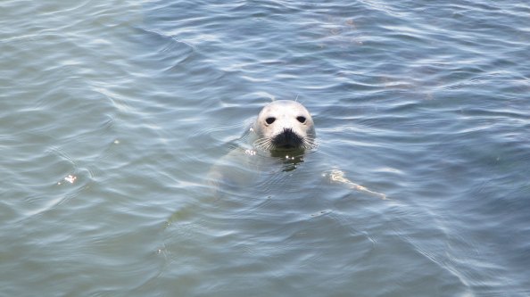 IMG_2294-zeehond-in-de-gaten
