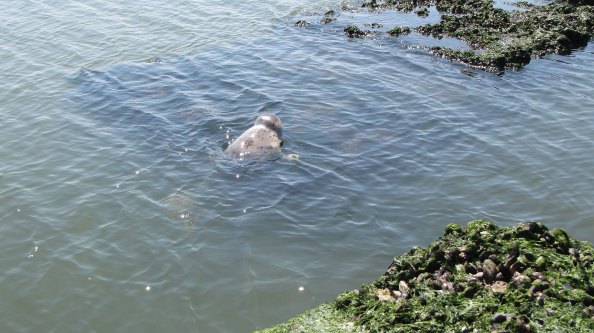 IMG_2297-zeehond-op-de-steen-2