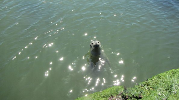 IMG_2301-zeehond-nieuwsgierig