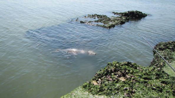 IMG_2307-zeehond-afscheid