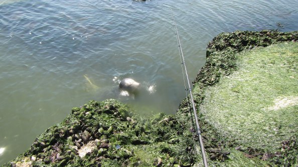 IMG_2308-zeehond-'zwaait'