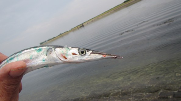 IMG_2444-geep-met-kort-bekje