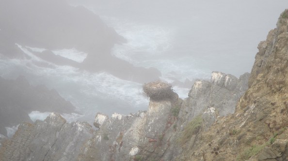 IMG_2535-ooievaarsnest-in-de-mist