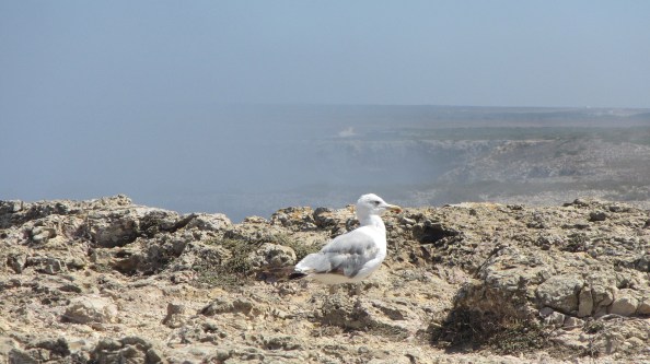 IMG_2551-meeuw-Sagres-puntje