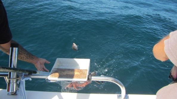 IMG_2620-octopus-bijna-binnen