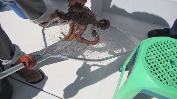 IMG_2621-octopus-geschept