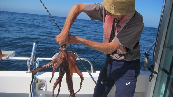 IMG_2623-marc-octopus