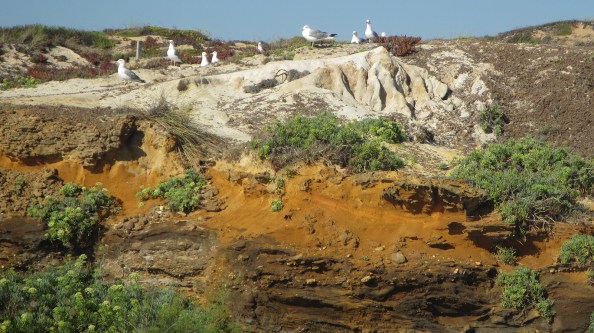 IMG_2700-meeuwen-klif