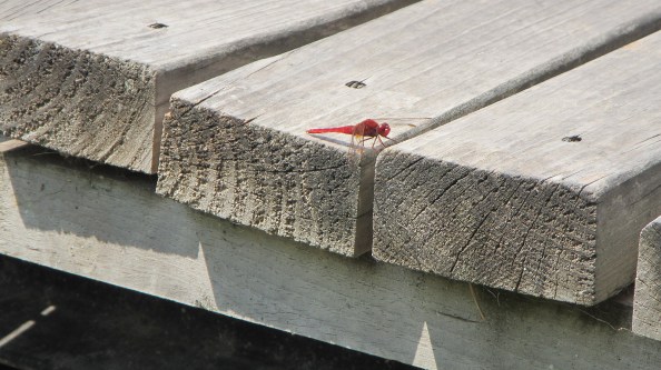 IMG_2837-dragonfly