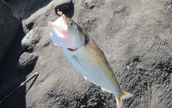 img_2905-de-grootste