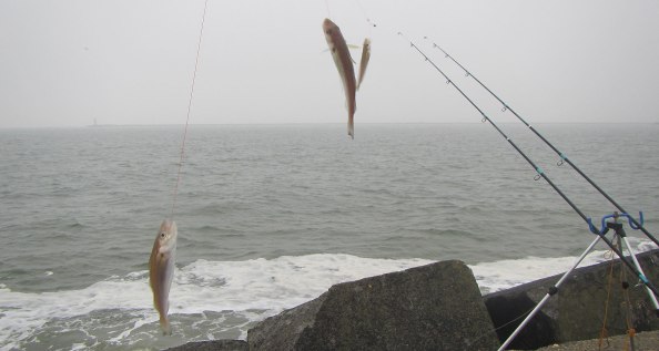 img_3264-wijting-trippel